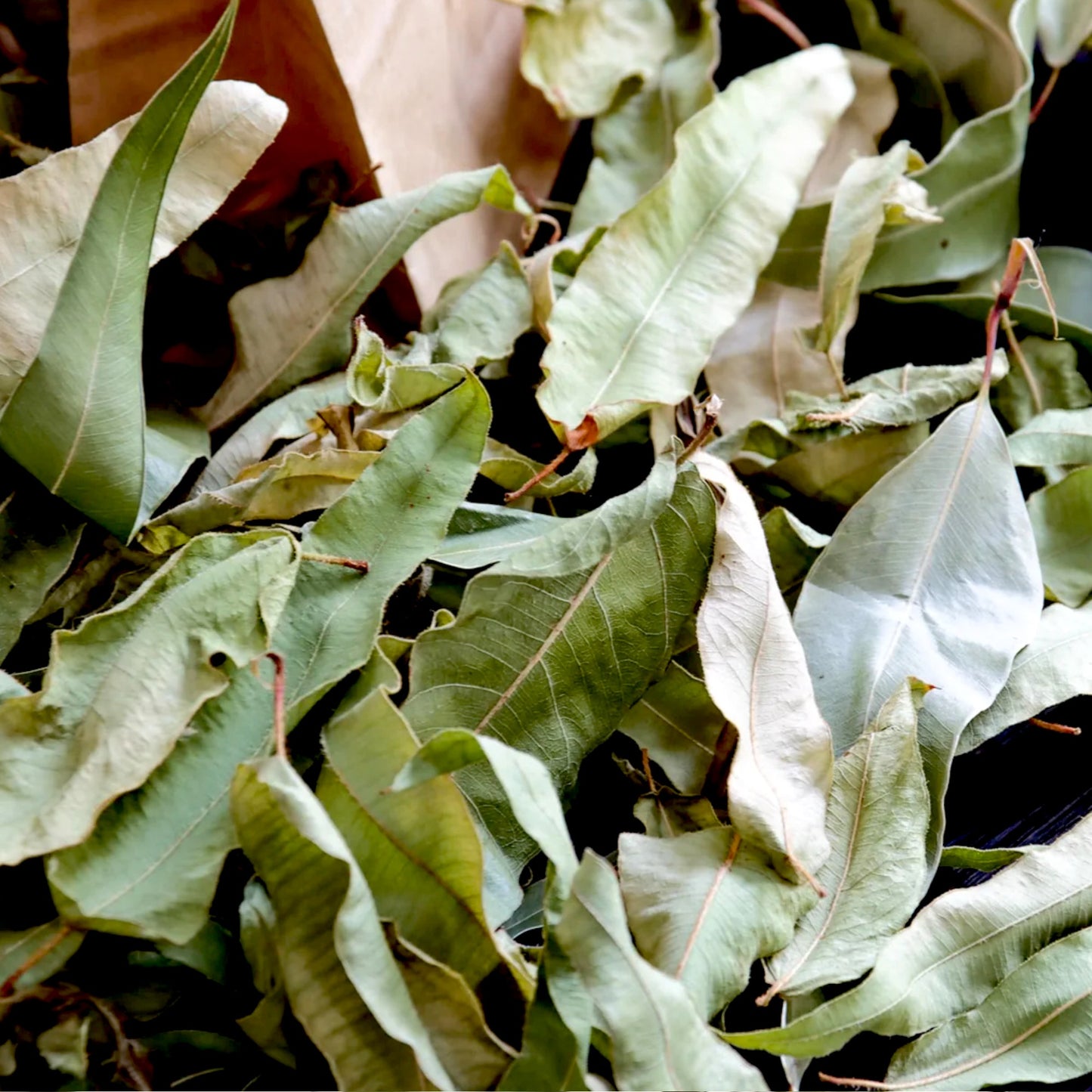 Getrockneter Zitroneneukalyptus – Aromatisch & Natürlich