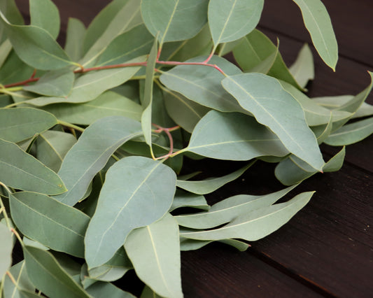 Eukalyptus camaldulensis