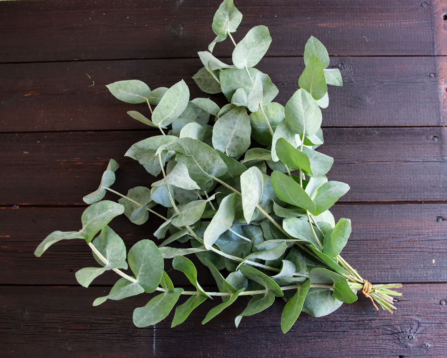 Eukalyptus cordata