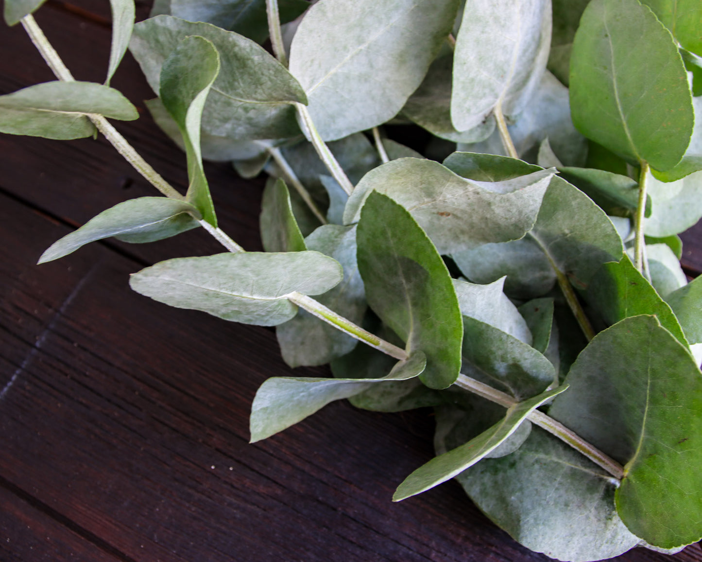 Eukalyptus cordata
