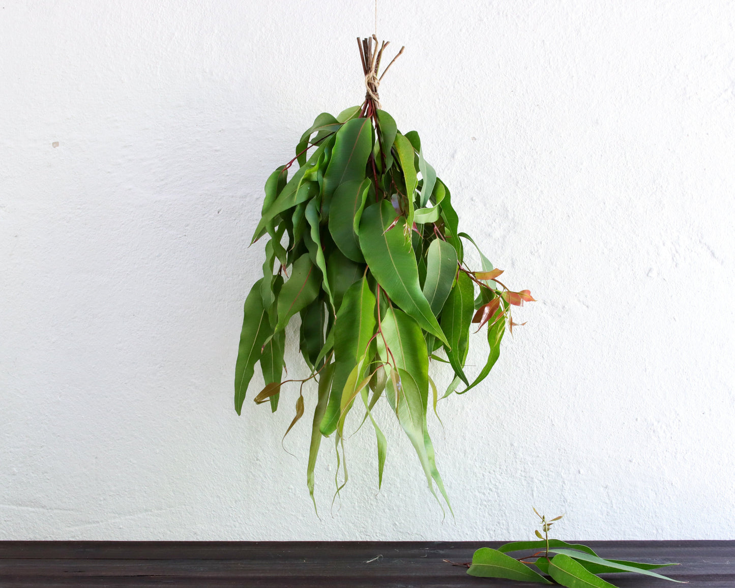 Eukalyptus maculata