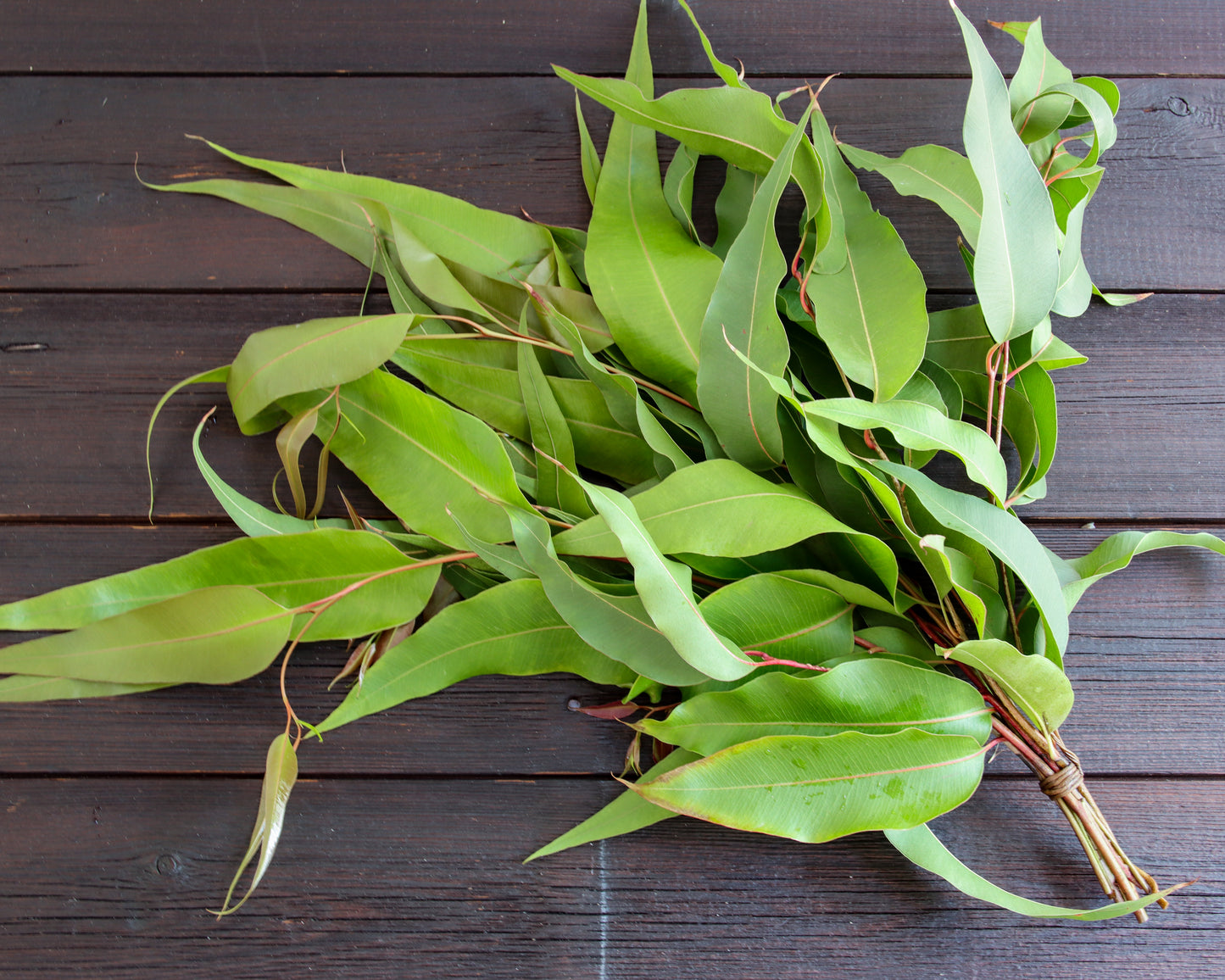 Eukalyptus maculata