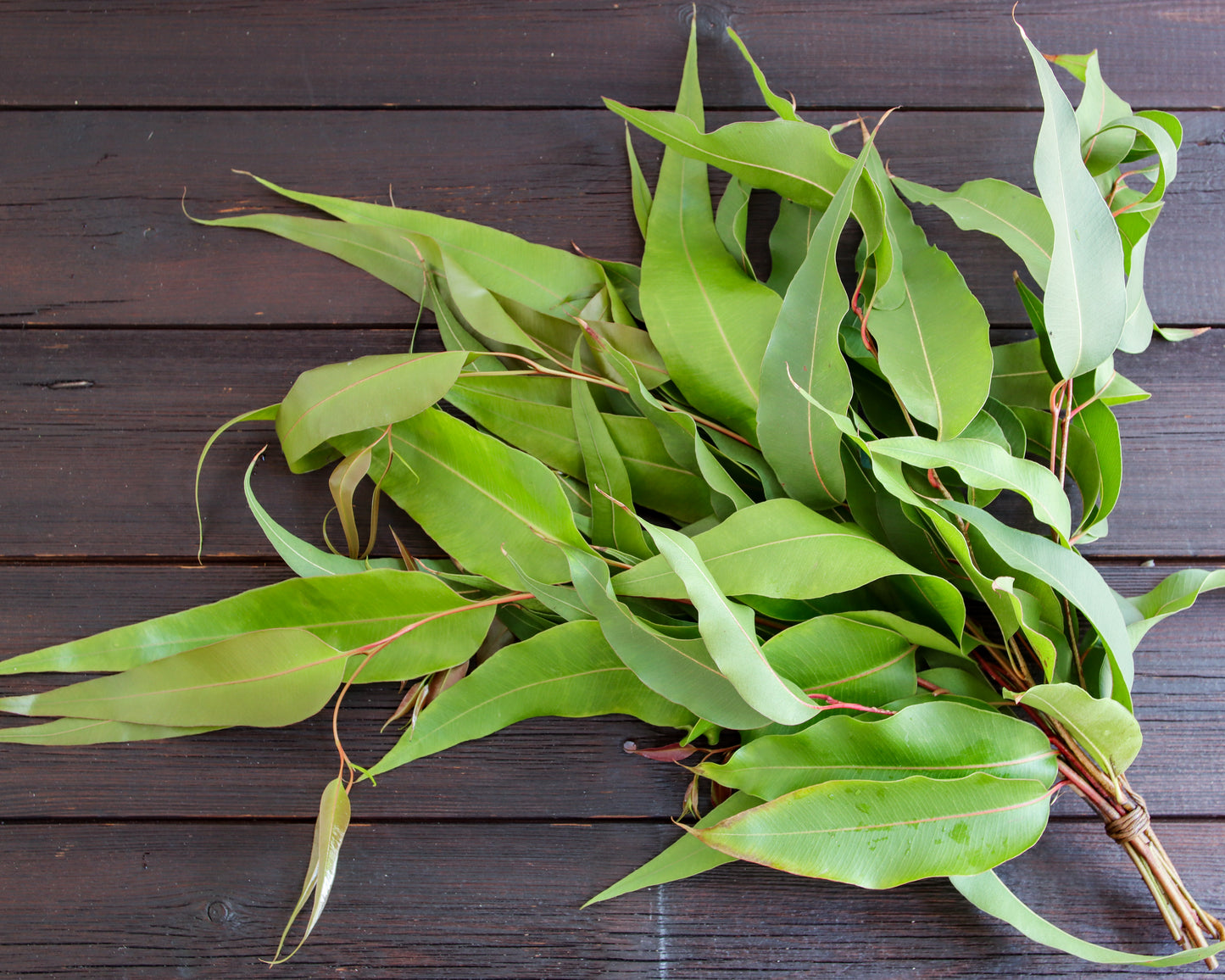 Eukalyptus maculata