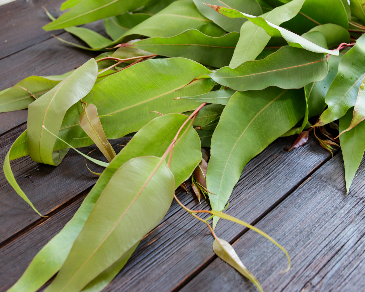 Eukalyptus maculata