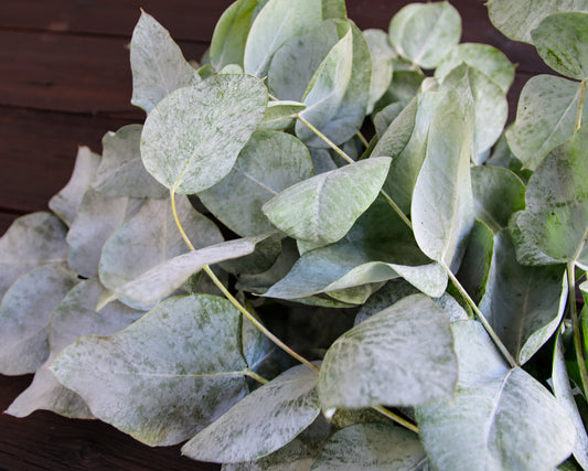 Eukalyptus nova anglica