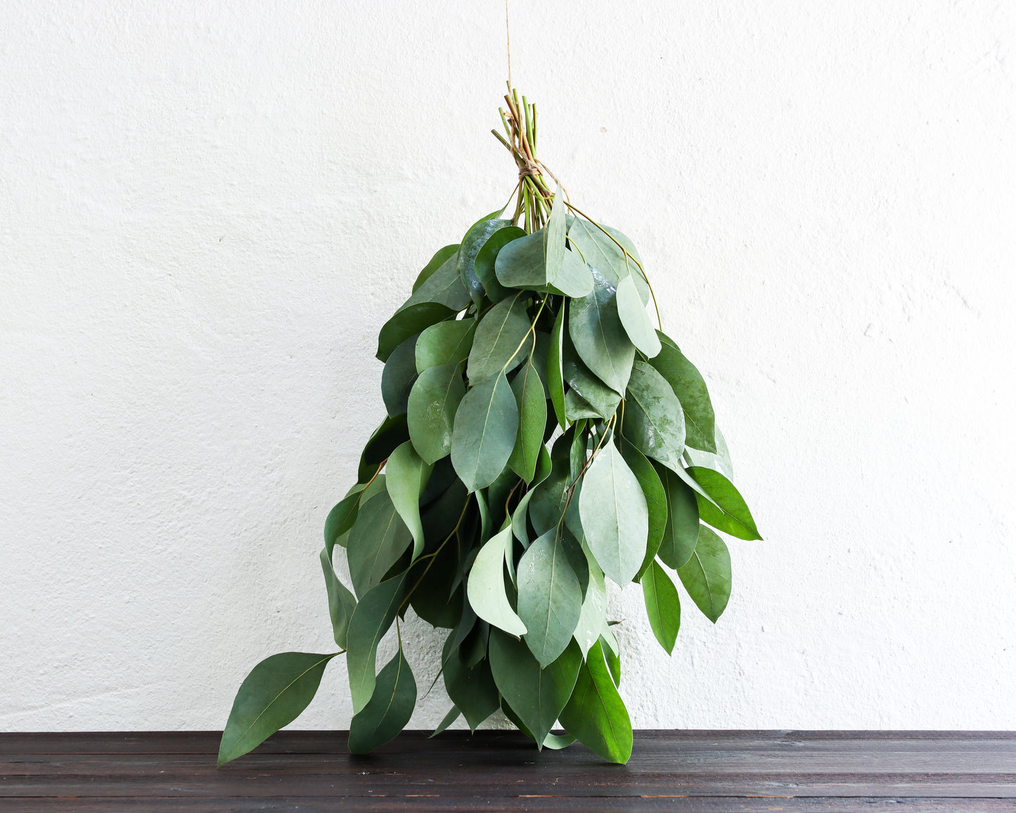 Eukalyptus ovata