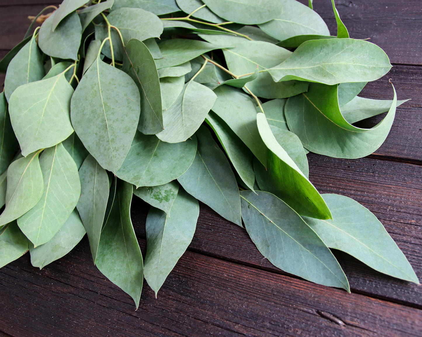 Eukalyptus ovata