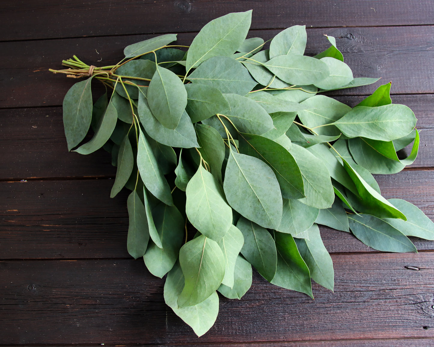 Eukalyptus ovata