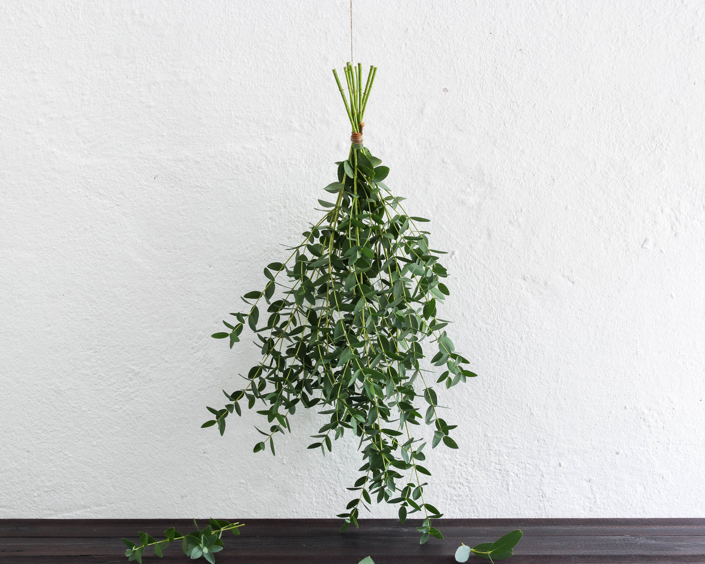 Eukalyptus parvula