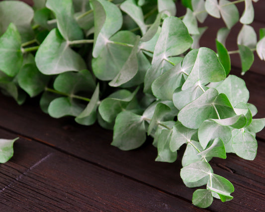 Eukalyptus pulverulenta