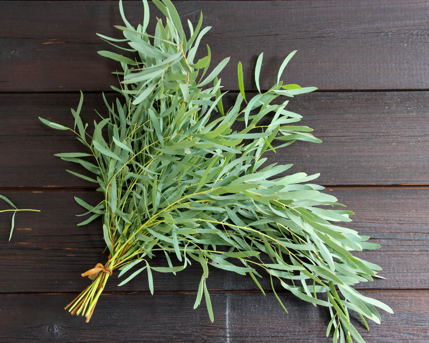 Eukalyptus rubida