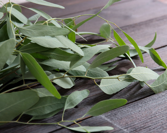 Eukalyptus sideroxylon