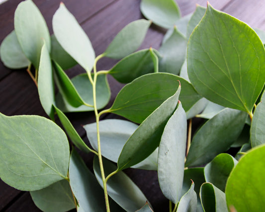 Eukalyptus stellulata