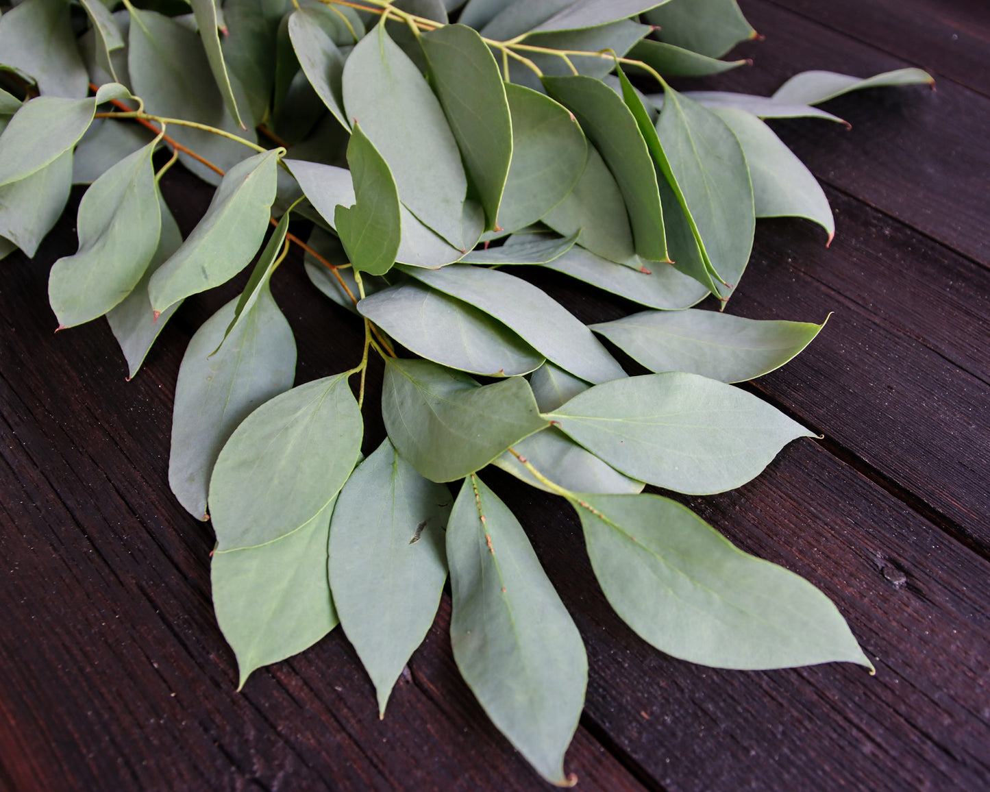 Eukalyptus stellulata