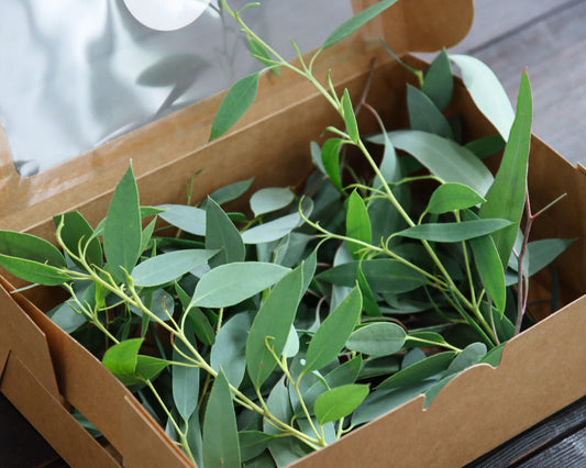 Eukalyptus-Spitzen für Deko & DIY