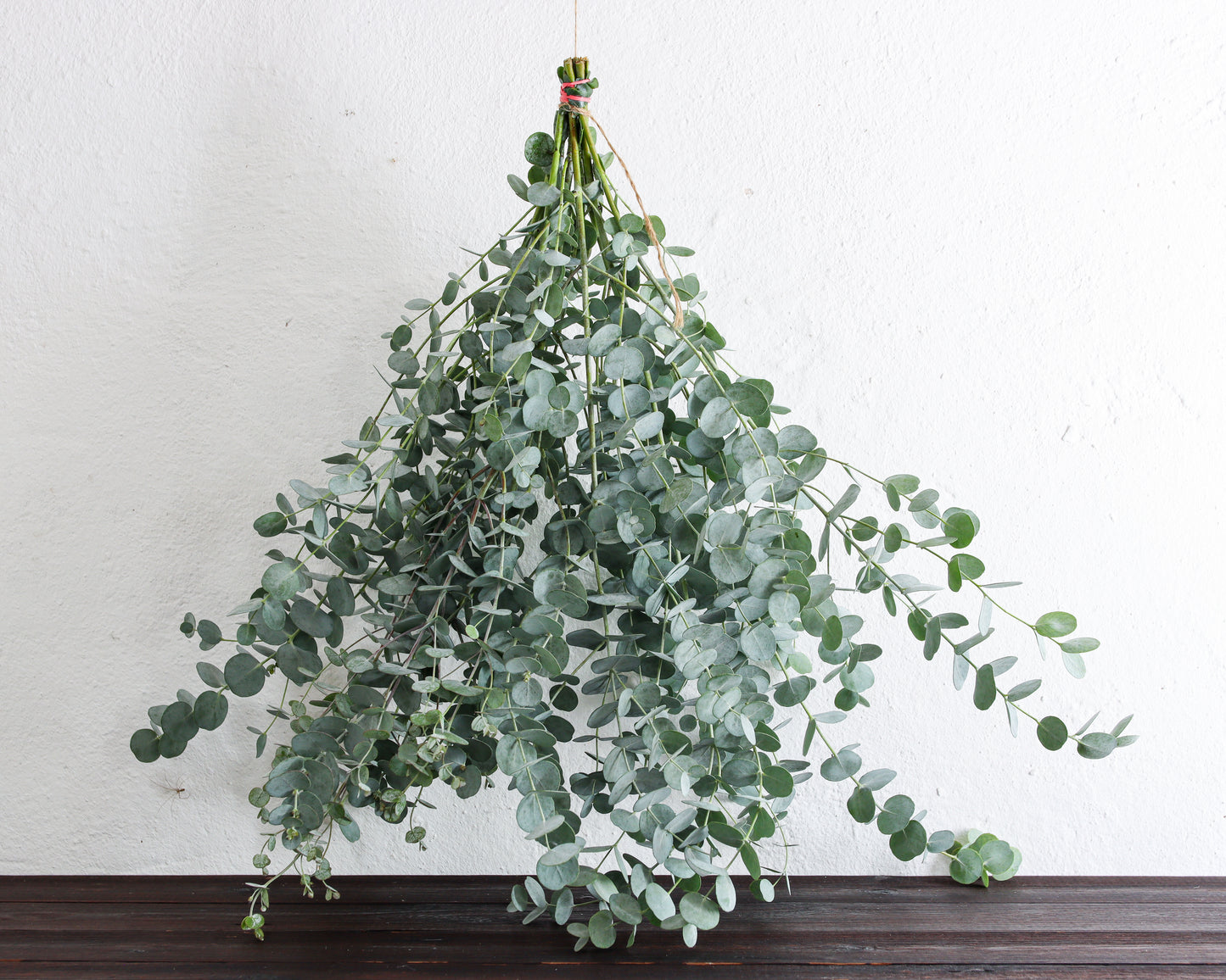 Eukalyptus gunnii
