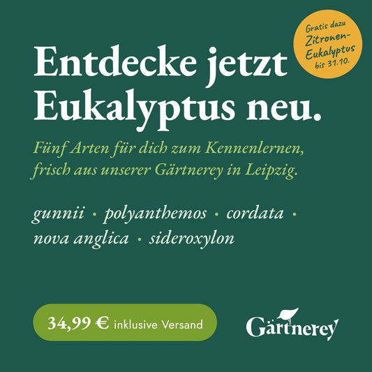 Eukalyptus Set – 5 Arten, 35 frische Zweige