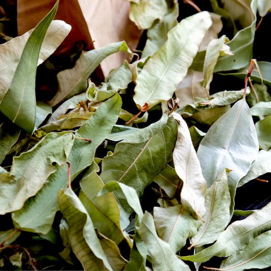 Getrockneter Zitroneneukalyptus – Aromatisch & Natürlich