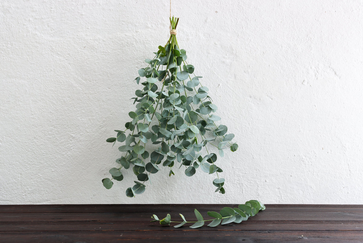 Eukalyptus gunnii, Bund 30 cm – Teil des Kennenlern-Sets