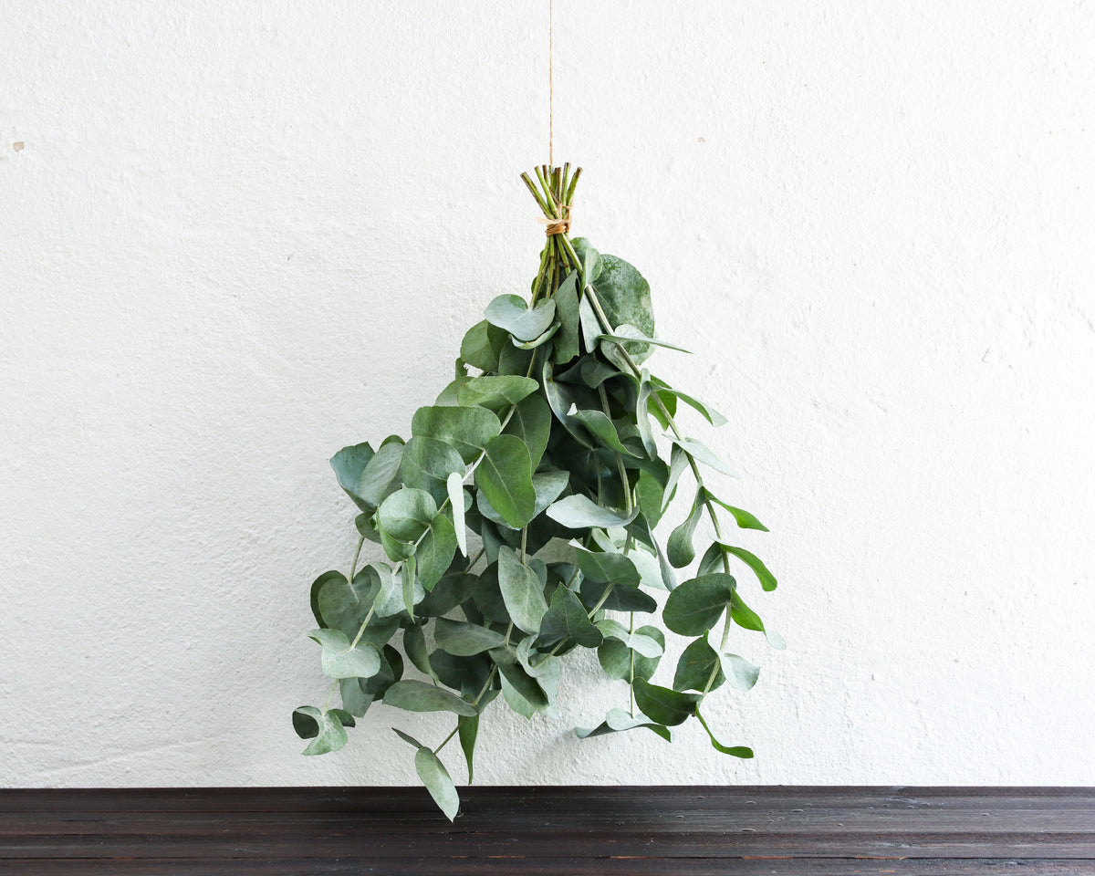 Eukalyptus cordata, Bund 30 cm – Teil des Kennenlern-Sets