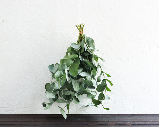 Eukalyptus cordata