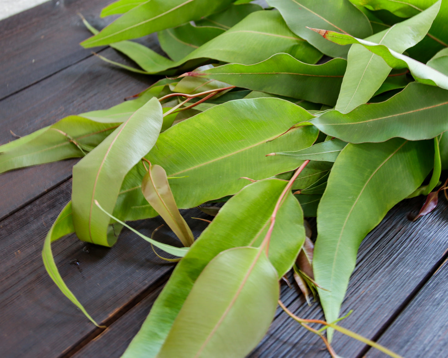 Eukalyptus maculata
