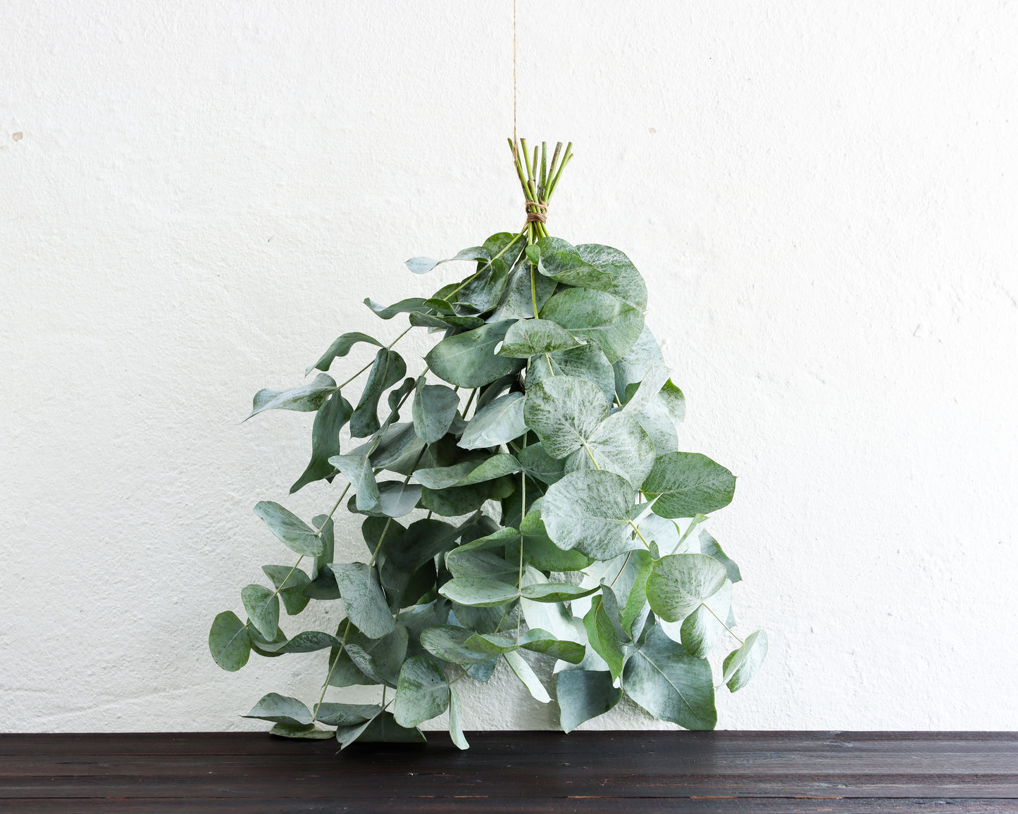 Eukalyptus nova anglica frisch & regional im Bund Gärtnerey Die