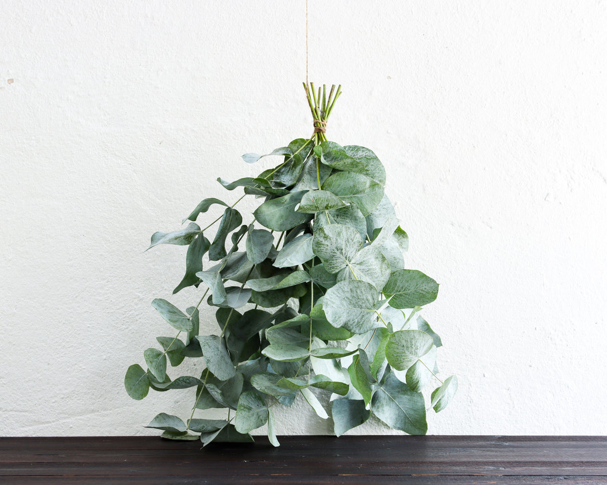 Eukalyptus nova anglica, Bund 30 cm – Teil des Kennenlern-Sets