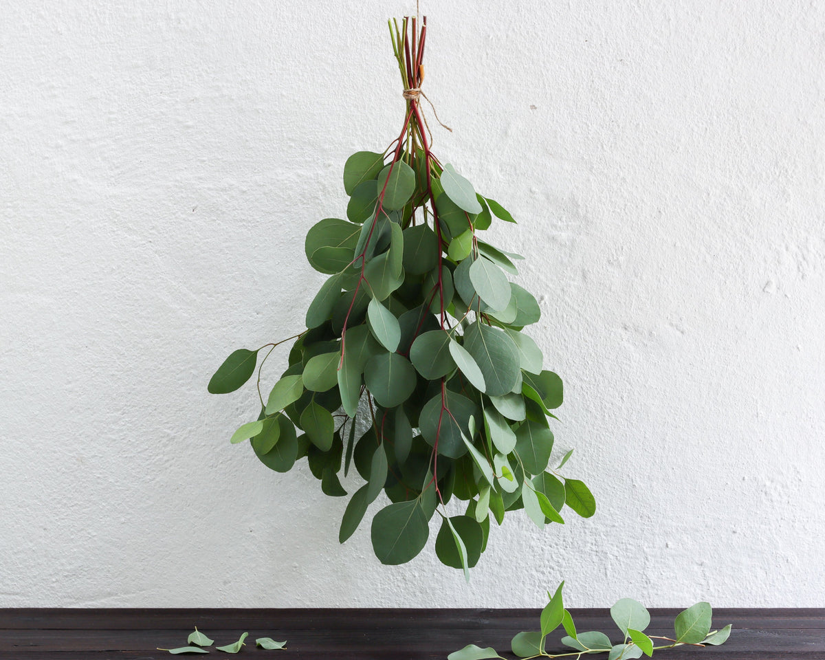 Eukalyptus polyanthemos, Bund 30 cm – Teil des Kennenlern-Sets