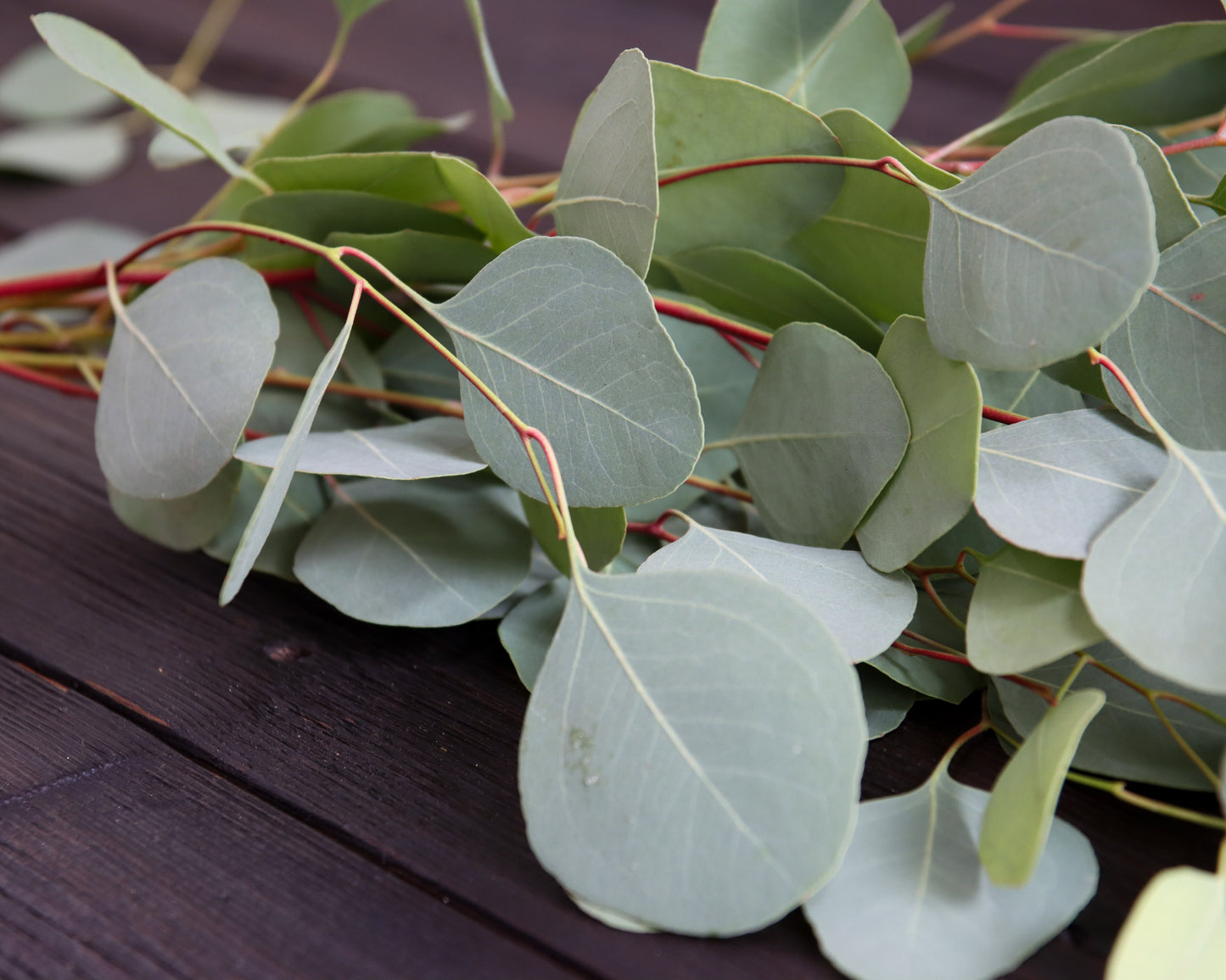 Eukalyptus polyanthemos