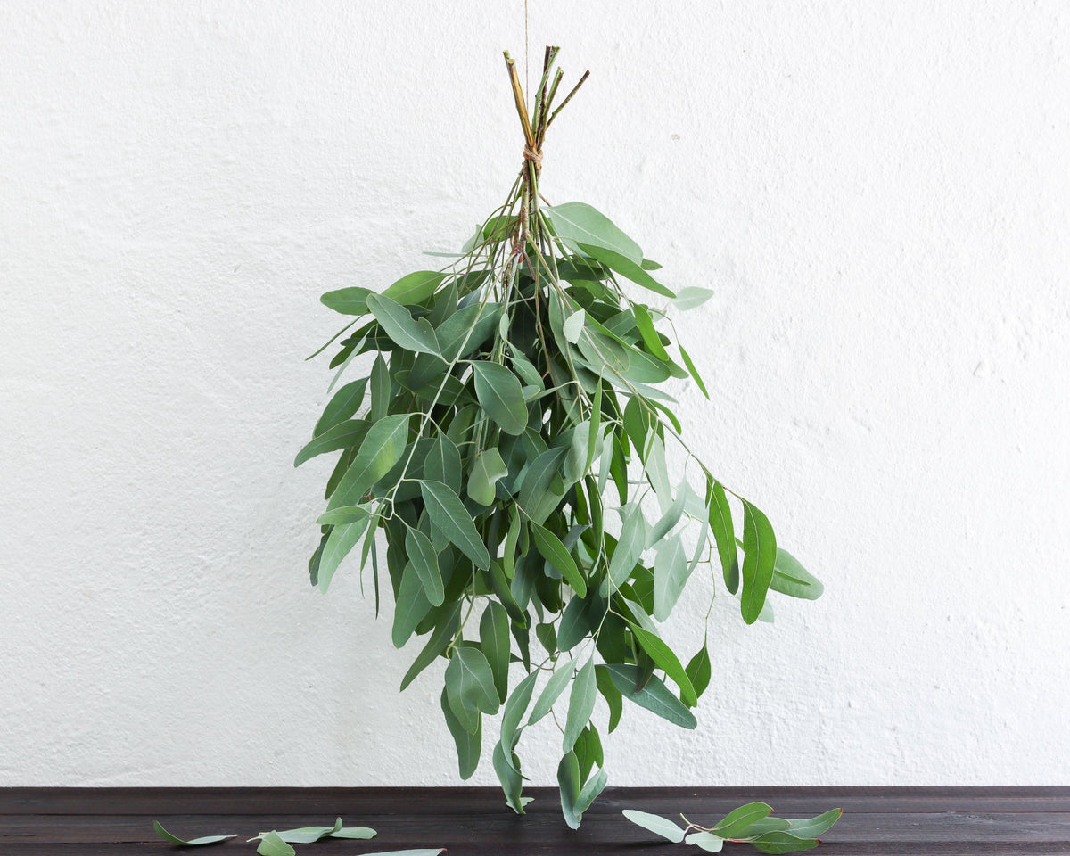 Eukalyptus sideroxylon, Bund 30 cm – Teil des Kennenlern-Sets
