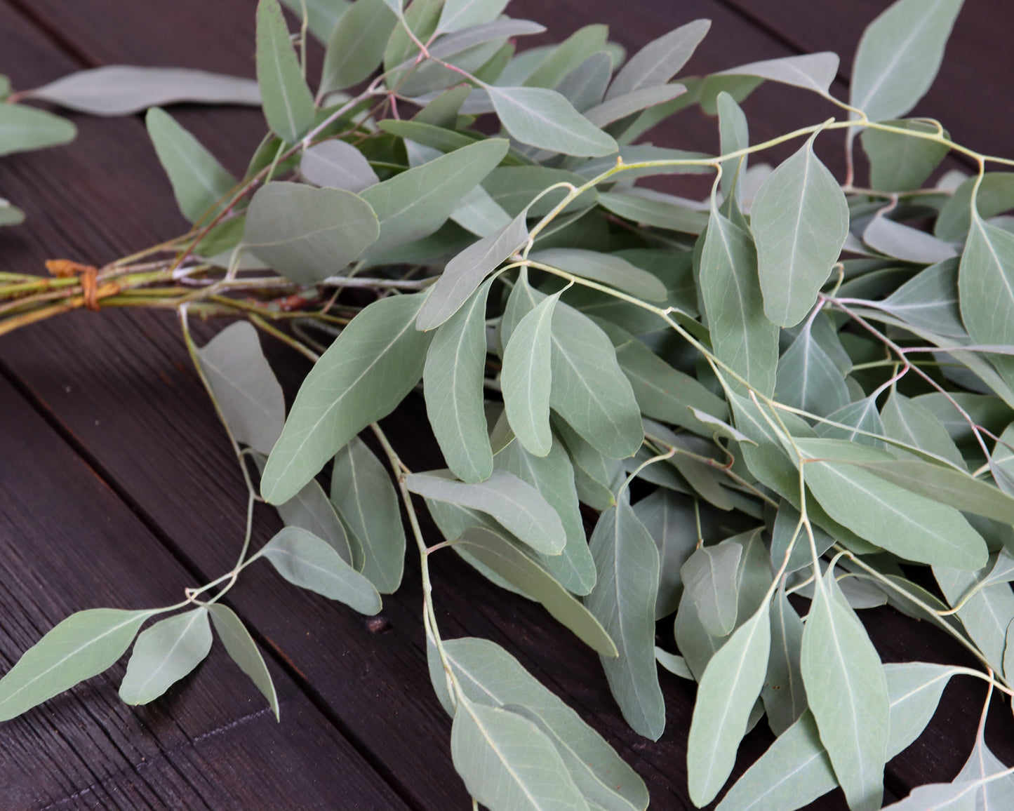 Eukalyptus sideroxylon