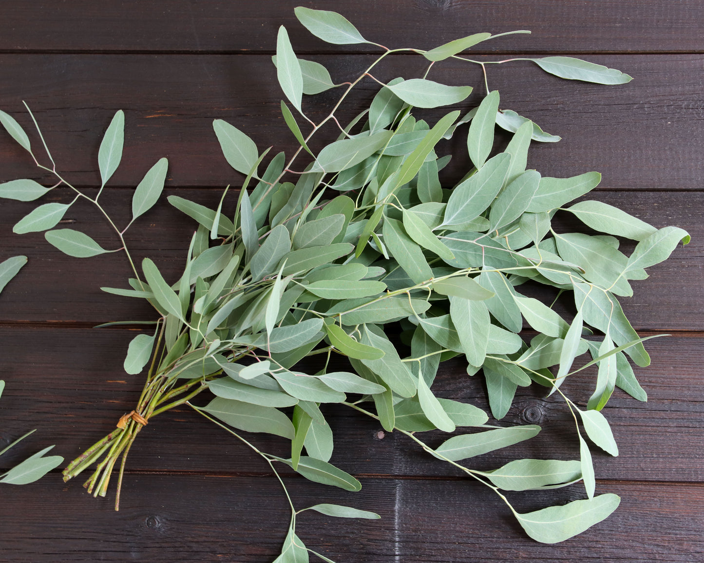 Eukalyptus sideroxylon