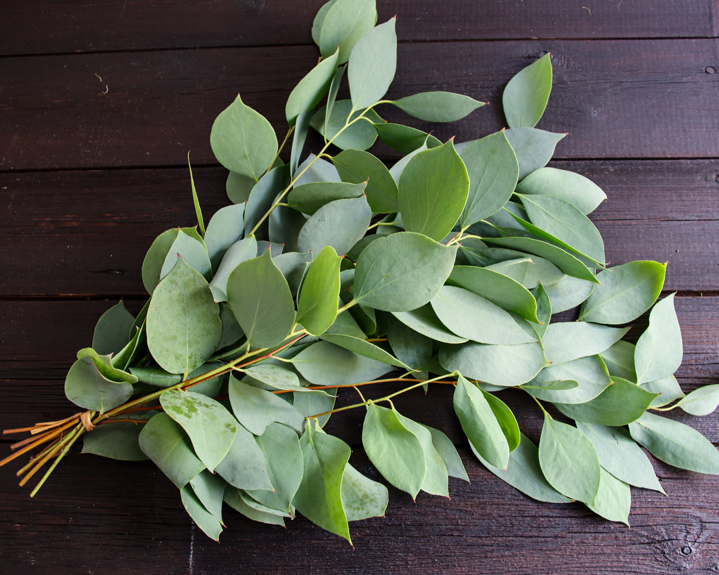 Eukalyptus stellulata