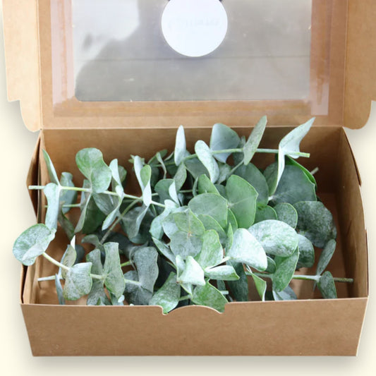 Eukalyptus-Spitzen für Deko & DIY